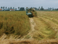 Flachsernte in Belgien